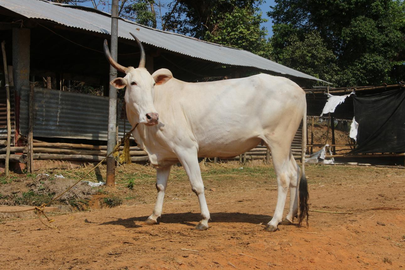 खिलारी गाय