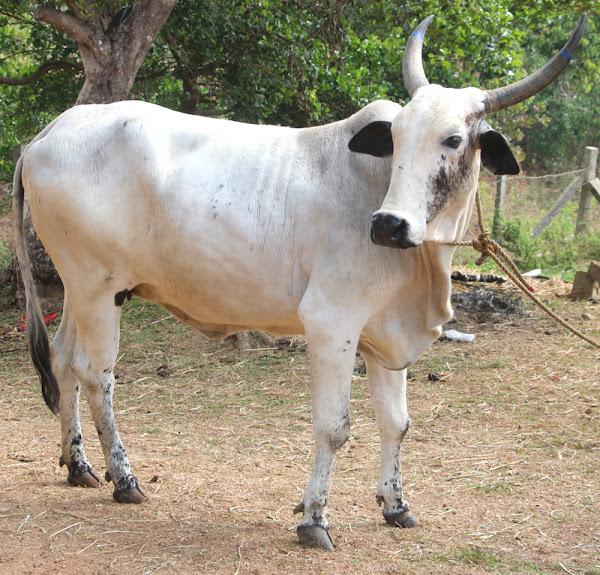 देवणी गाय